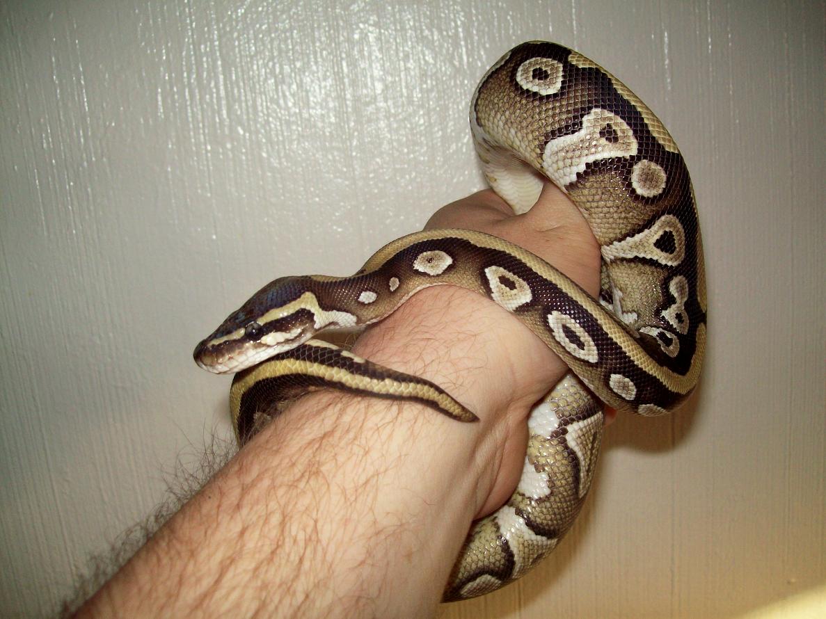 Xerxes2 1/13/09