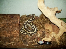 Xerxestank 1/13/09