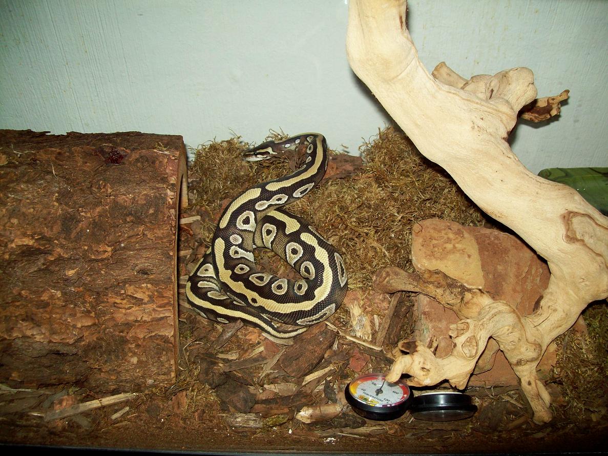 Xerxestank 1/13/09