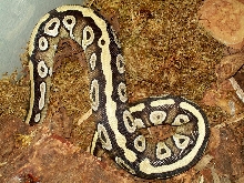 Xerxestank2 1/13/09