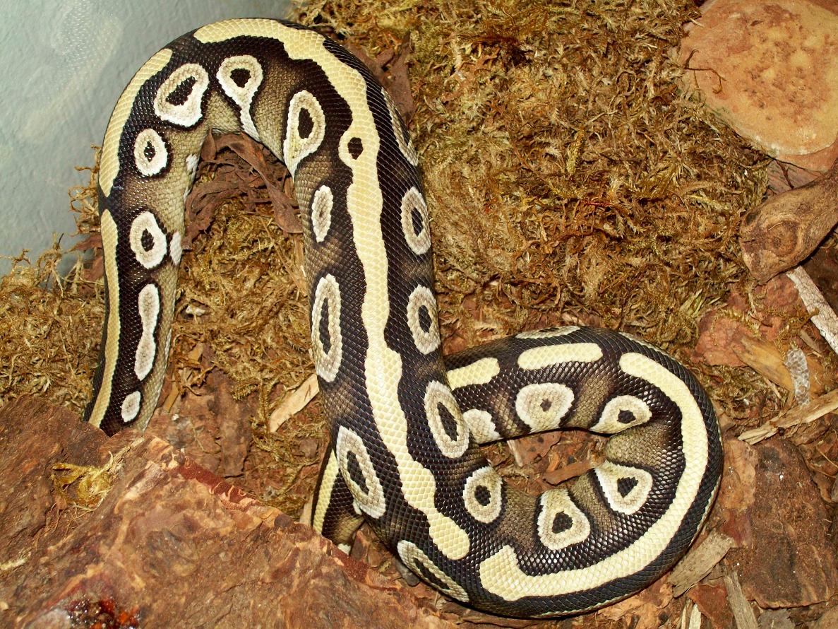 Xerxestank2 1/13/09