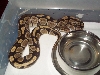 Ozzy2 1/13/09