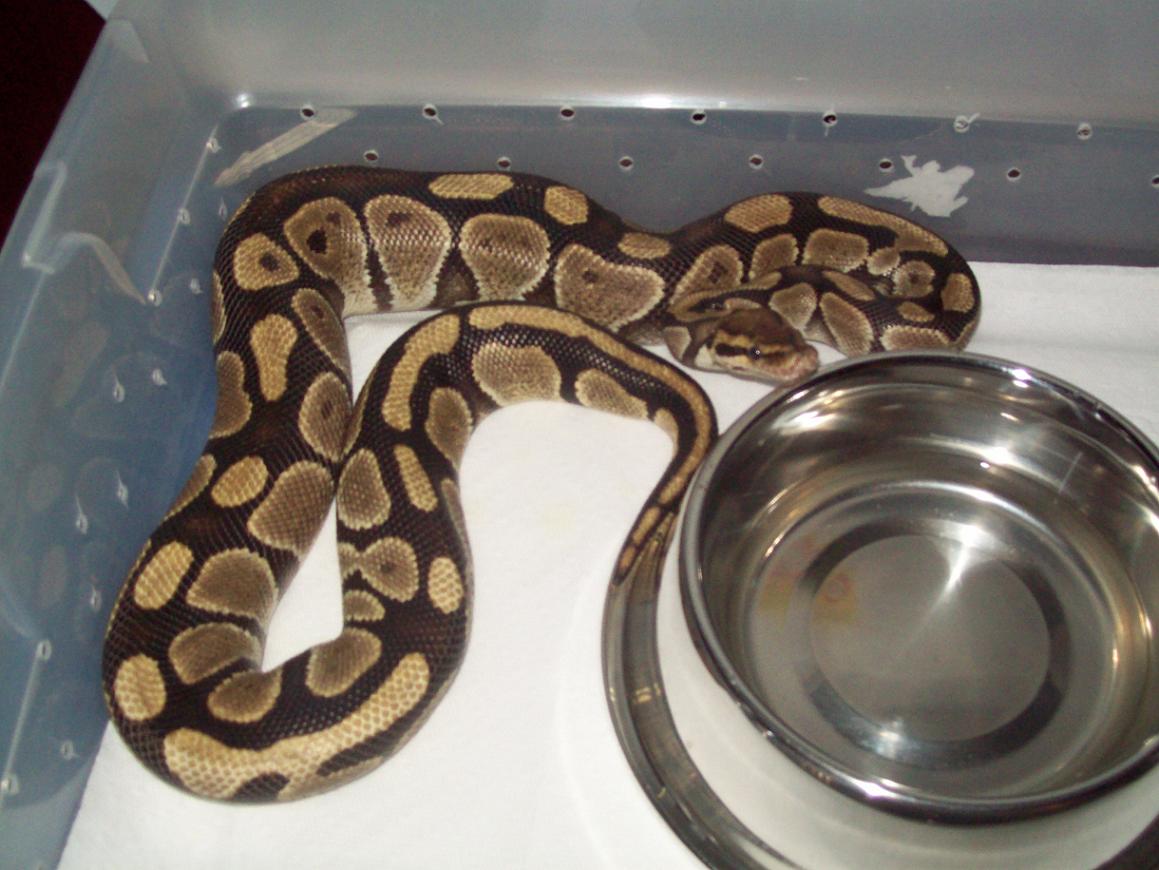 Ozzy2 1/13/09