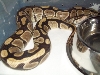 Ozzy 1/13/09