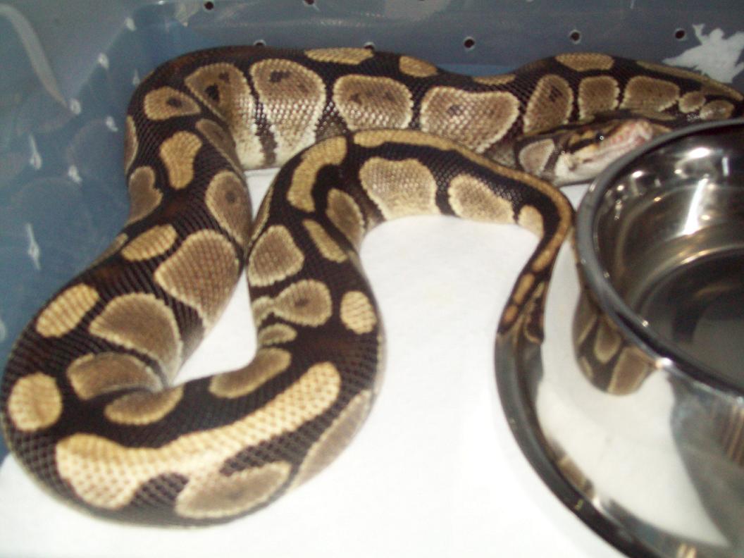 Ozzy 1/13/09