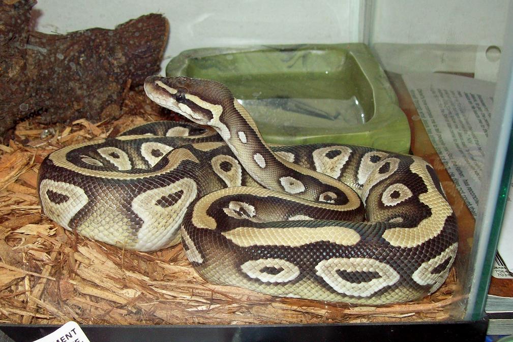 xerxes standing1