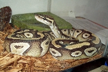 xerses standing2