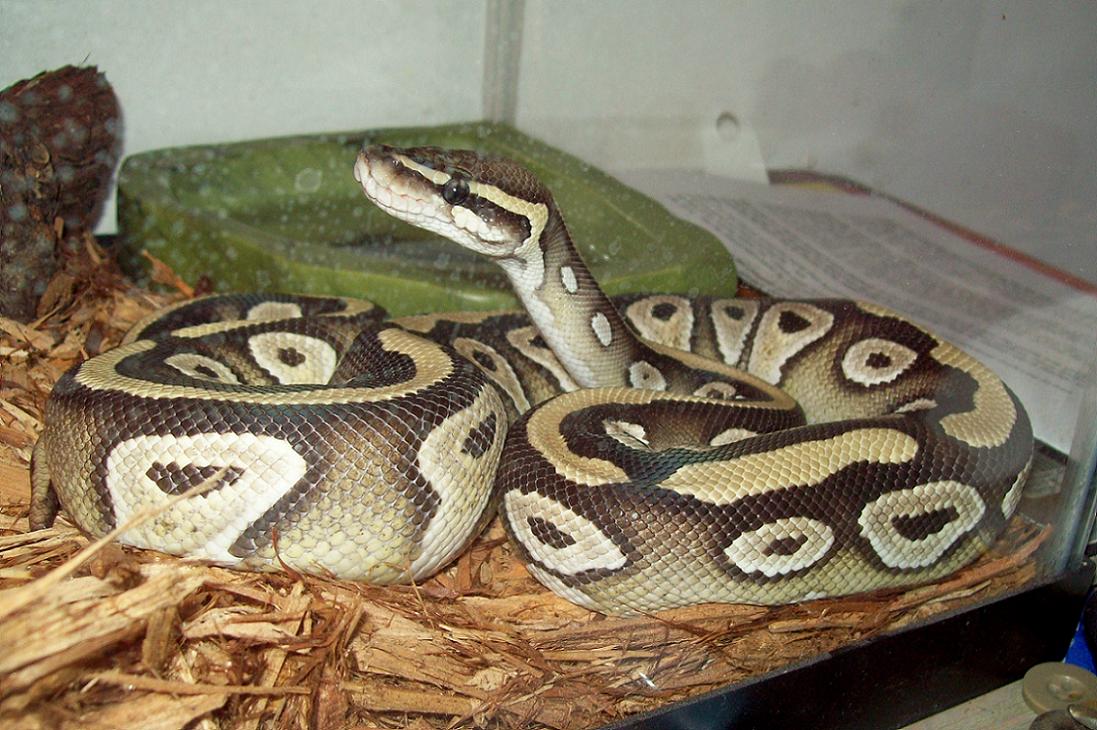 xerses standing2