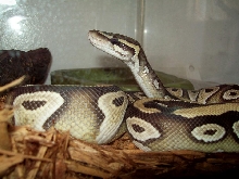 xerxes standing3
