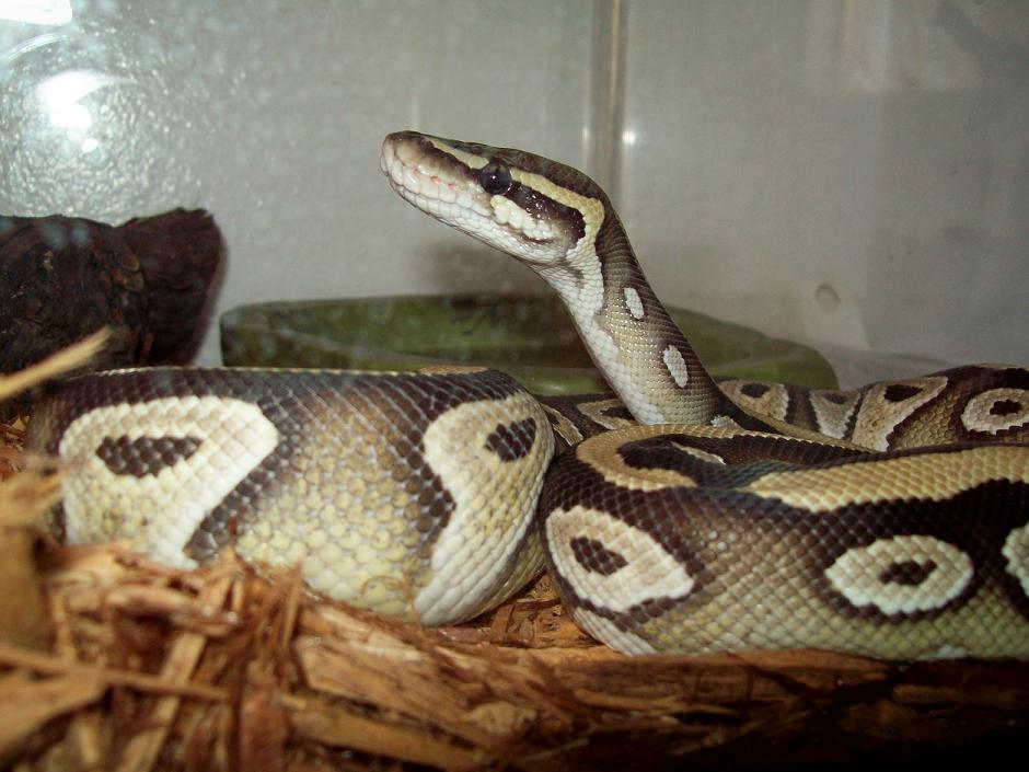 xerxes standing3