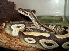 xerxes standing4