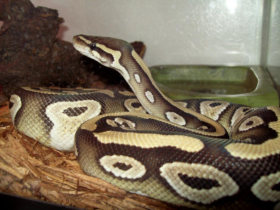 xerxes standing4