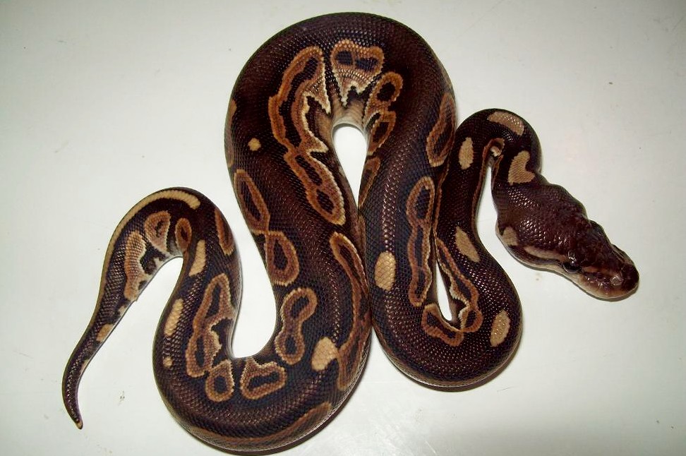 Black Pastel Back