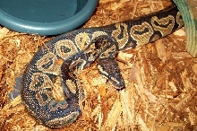 Barbosa the Het Red Axanthic Ball Python
