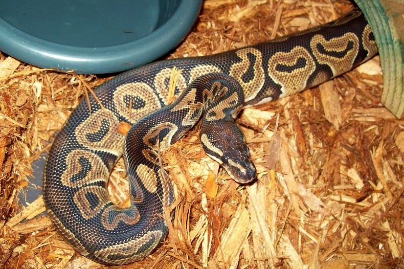Barbosa the Het Red Axanthic Ball Python