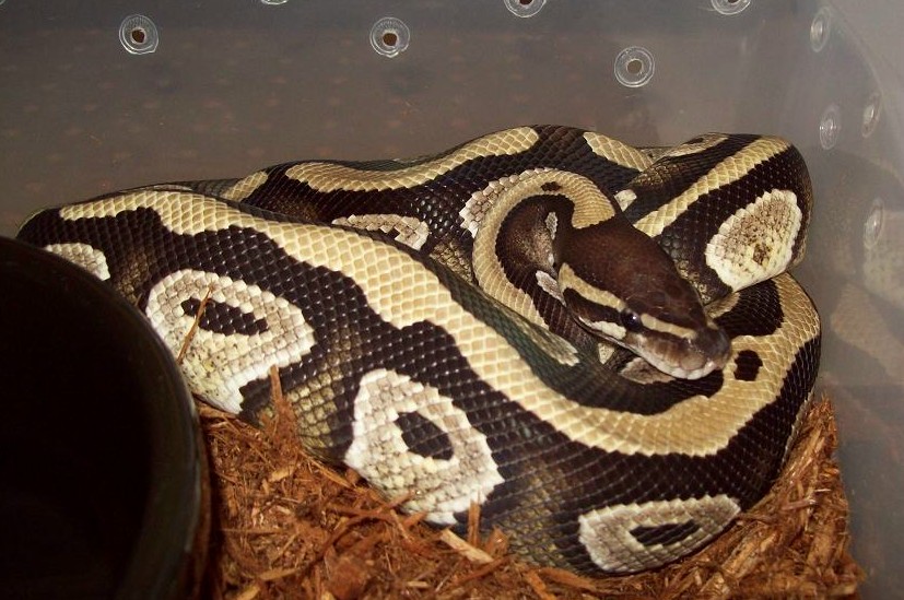 Xerxes 7/10/09