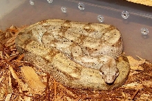 Boss the Hog Island Boa