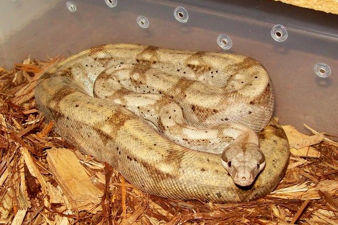Boss the Hog Island Boa
