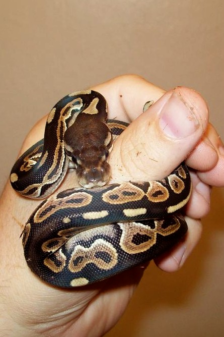 Black Pastel Thumb