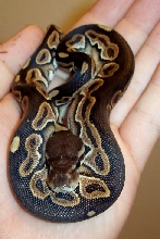 Black Pastel Open Hand