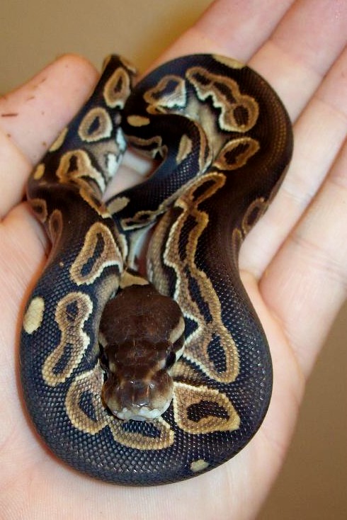 Black Pastel Open Hand