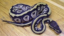 Xerxes