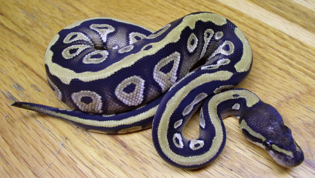 Xerxes