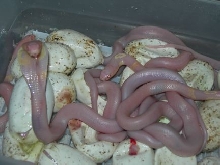 Babies...