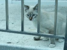 Bizzy Boy Kitten