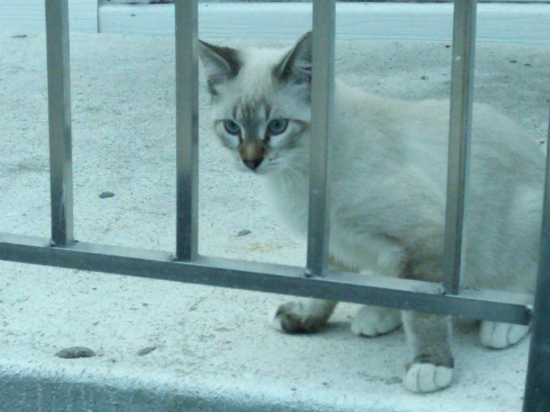 Bizzy Boy Kitten