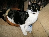 Mr. Boots