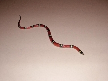Zip the nelsons milk snake