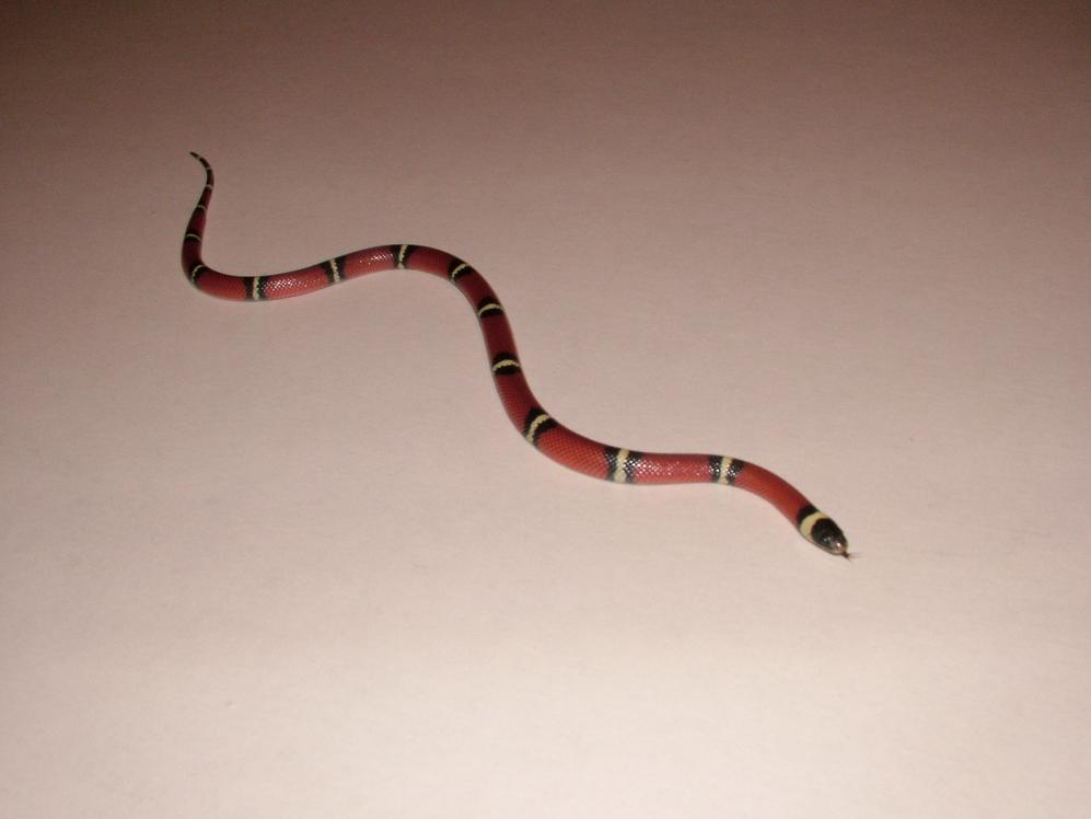 Zip the nelsons milk snake
