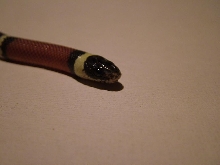 Zip the nelsons milk snake