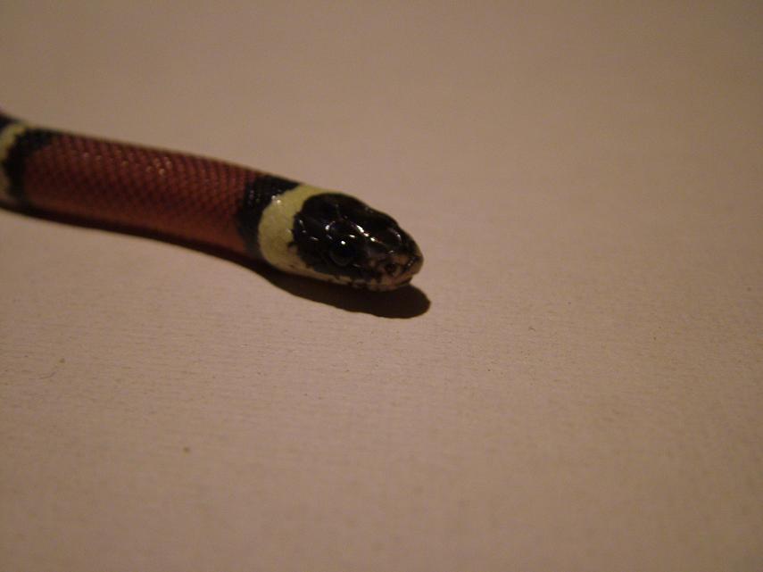 Zip the nelsons milk snake