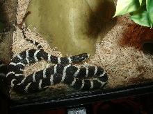 Black Banded California Kingsnake