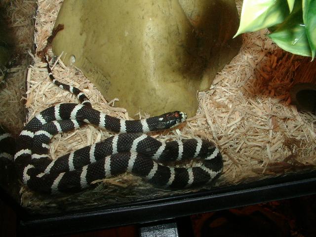 Black Banded California Kingsnake
