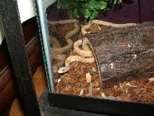 Albino Texas Rat Snake
