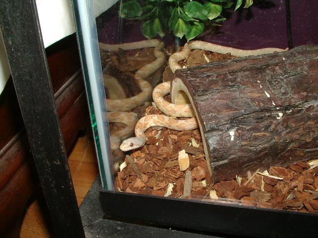 Albino Texas Rat Snake