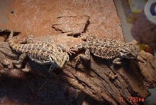 Here are Boulder and Storm