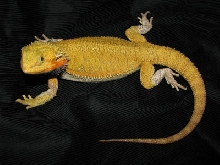 Citrus Super Trans