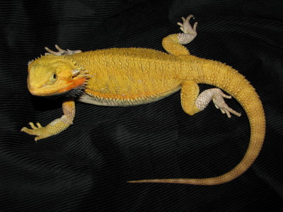 Citrus Super Trans