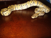 Orange Ghost Male