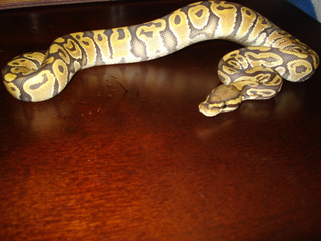 Orange Ghost Male