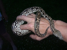 My Dumerils Boa