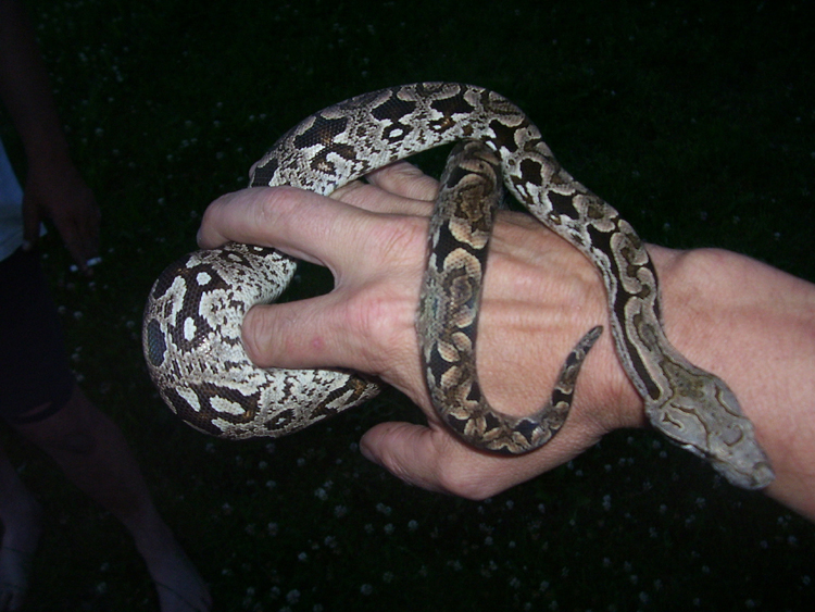 My Dumerils Boa
