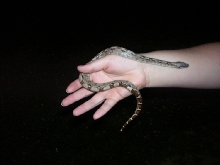 Denolis Pastel Red Tail