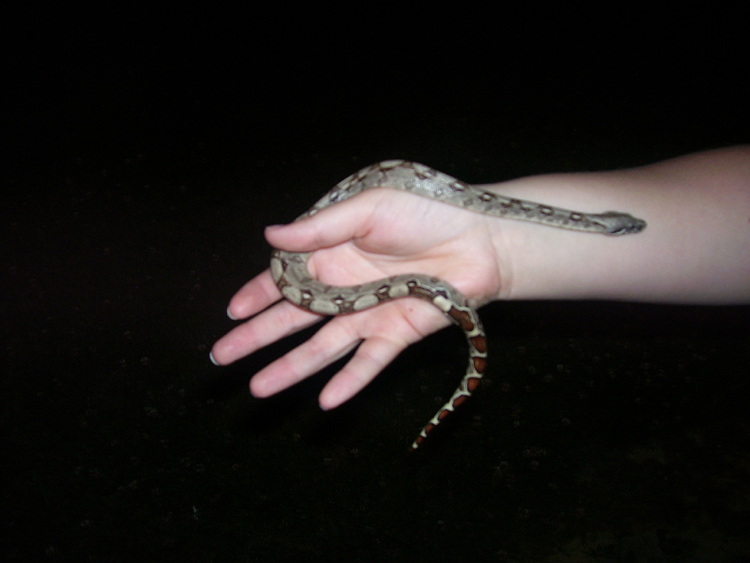 Denolis Pastel Red Tail