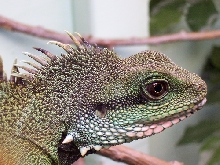 Head profile