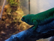 Giant Day Gecko